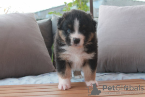 Foto №1. australian shepherd - zum Verkauf in der Stadt Grossarl | Frei | Ankündigung № 119306