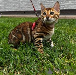 Foto №1. bengal katzenrasse - zum Verkauf in der Stadt Berlin | verhandelt | Ankündigung № 113542