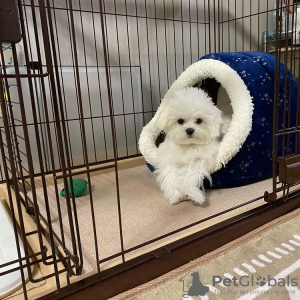 Foto №3. Maltesisches Baby. Deutschland