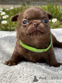 Foto №3. CHIHUAHUA BOYS. Serbien