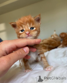 Foto №1. maine-coon-katze - zum Verkauf in der Stadt München | 350€ | Ankündigung № 150585