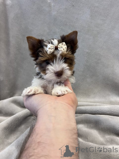 Foto №1. mischlingshund - zum Verkauf in der Stadt Erftstadt | 380€ | Ankündigung № 148569