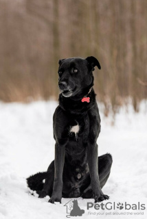 Zusätzliche Fotos: Der gute Hund Drake ist in guten Händen.