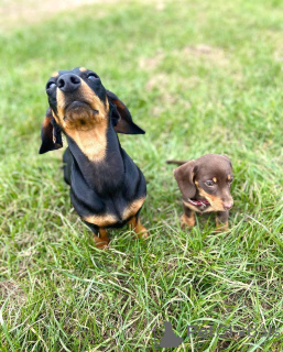 Foto №3. Niedlichkeit Überlast!. USA