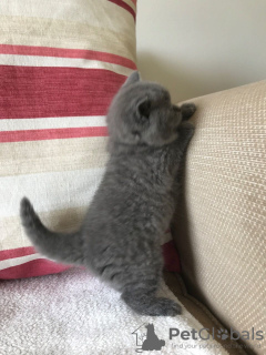 Foto №2 zu Ankündigung № 44310 zu verkaufen britisch kurzhaar - einkaufen USA quotient 	ankündigung