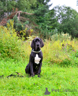 Foto №3. Welpen des deutschen Hundes.. Russische Föderation