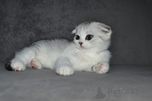 Foto №1. highland-straights - zum Verkauf in der Stadt Vilnius | 638€ | Ankündigung № 33395