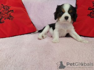 Foto №2 zu Ankündigung № 9771 zu verkaufen cavalier king charles spaniel - einkaufen Weißrussland züchter