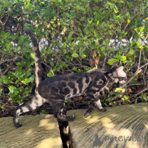 Foto №1. bengal katzenrasse - zum Verkauf in der Stadt Marseille | 797€ | Ankündigung № 152768