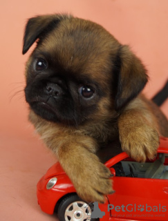 Foto №2 zu Ankündigung № 88558 zu verkaufen petit brabançon - einkaufen Russische Föderation vom kindergarten