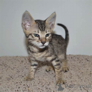 Foto №2 zu Ankündigung № 172716 zu verkaufen savannah-katze - einkaufen Belgien quotient 	ankündigung, züchter