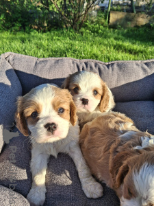 Foto №3. Ideale Cavalier King Charles Spaniel Welpen.. Lettland