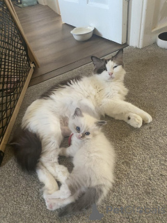 Foto №3. Versiegelung bi Farbe mit Ragdoll Kätzchen. Belgien
