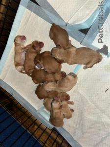 Foto №2 zu Ankündigung № 135424 zu verkaufen golden retriever - einkaufen Großbritannien züchter