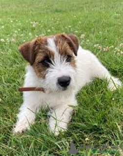 Foto №2 zu Ankündigung № 165238 zu verkaufen jack russell terrier - einkaufen Belgien quotient 	ankündigung, züchter