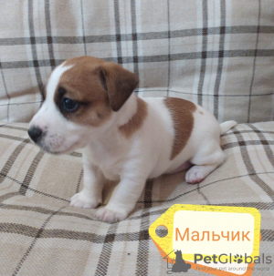 Foto №3. Jack-Russell-Terrier-Welpen. Russische Föderation