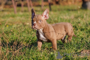 Foto №2 zu Ankündigung № 93111 zu verkaufen american bully - einkaufen Serbien züchter