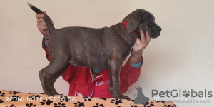 Foto №3. Cane Corso. Serbien