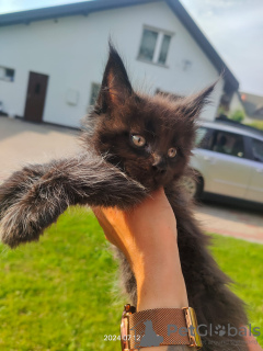 Foto №1. maine-coon-katze - zum Verkauf in der Stadt Zamość | 2000€ | Ankündigung № 110383