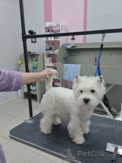 Foto №2 zu Ankündigung № 146677 zu verkaufen west highland white terrier - einkaufen USA züchter