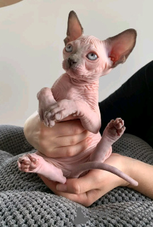 Foto №1. sphynx cat - zum Verkauf in der Stadt Eindhoven | 450€ | Ankündigung № 13831