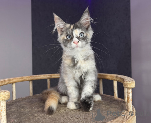 Foto №1. maine-coon-katze - zum Verkauf in der Stadt Katowice | verhandelt | Ankündigung № 177882