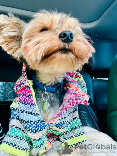 Foto №2 zu Ankündigung № 126838 zu verkaufen  - einkaufen Frankreich züchter