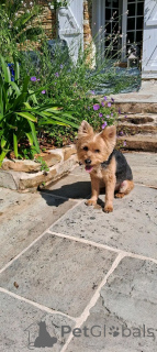 Foto №2 zu Ankündigung № 175686 zu verkaufen yorkshire terrier - einkaufen Belgien 