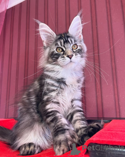 Foto №3. Jedes Zuhause braucht einen kleinen König Lernen Sie Leo kennen, den. Luxemburg