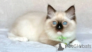 Foto №1. siamkatze - zum Verkauf in der Stadt Berlin | 300€ | Ankündigung № 137227