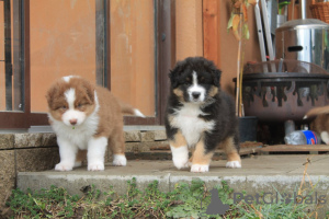 Foto №1. australian shepherd - zum Verkauf in der Stadt Lubná | 521€ | Ankündigung № 124837