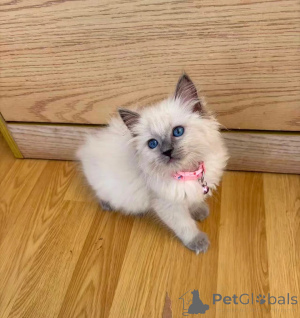 Foto №1. ragdoll-katze - zum Verkauf in der Stadt Jessen | 350€ | Ankündigung № 173923