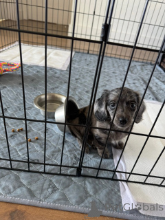 Foto №2 zu Ankündigung № 152355 zu verkaufen dackel - einkaufen Deutschland züchter