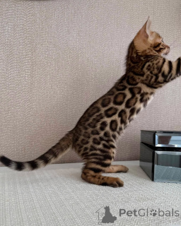 Foto №4. Ich werde verkaufen bengal katzenrasse in der Stadt Stockholm. züchter - preis - verhandelt