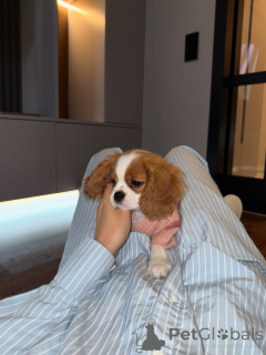 Foto №1. cavalier king charles spaniel - zum Verkauf in der Stadt Aarau | 630€ | Ankündigung № 159565