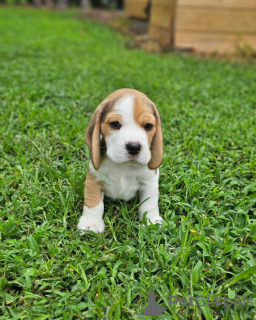 Foto №2 zu Ankündigung № 123794 zu verkaufen beagle - einkaufen Deutschland quotient 	ankündigung