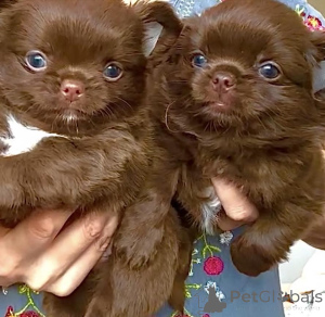 Foto №2 zu Ankündigung № 159560 zu verkaufen chihuahua - einkaufen Deutschland quotient 	ankündigung, aus dem tierheim