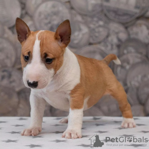 Foto №2 zu Ankündigung № 84227 zu verkaufen bullterrier - einkaufen Finnland quotient 	ankündigung