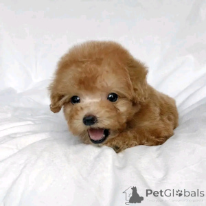 Foto №2 zu Ankündigung № 138974 zu verkaufen pudel (royal) - einkaufen USA quotient 	ankündigung, züchter