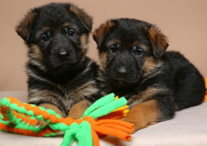 Foto №2 zu Ankündigung № 2002 zu verkaufen deutscher schäferhund - einkaufen Russische Föderation vom kindergarten, züchter