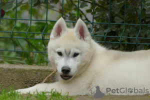 Zusätzliche Fotos: Siberian Husky SCHÖNER Hund