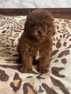 Foto №1. pudel (toy) - zum Verkauf in der Stadt Kiew | 1000€ | Ankündigung № 166218