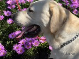 Foto №2 zu Ankündigung № 126655 zu verkaufen labrador retriever - einkaufen USA züchter
