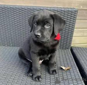 Foto №2 zu Ankündigung № 165537 zu verkaufen labrador retriever - einkaufen Großbritannien quotient 	ankündigung, züchter
