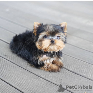 Foto №2 zu Ankündigung № 111768 zu verkaufen yorkshire terrier - einkaufen Tschechische Republik quotient 	ankündigung