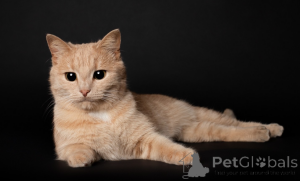 Foto №1.  - zum Verkauf in der Stadt Minsk | Frei | Ankündigung № 165033