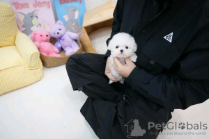 Foto №2 zu Ankündigung № 132232 zu verkaufen malteser - einkaufen USA quotient 	ankündigung