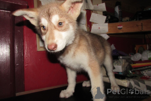 Foto №4. Ich werde verkaufen deutscher schäferhund in der Stadt Charleston. züchter - preis - 1594€