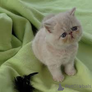 Foto №3. Chatons Exotic Shorthair zum Verkauf. Frankreich