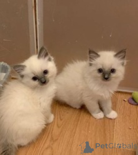 Foto №1. ragdoll-katze - zum Verkauf in der Stadt Berlin | 300€ | Ankündigung № 158087